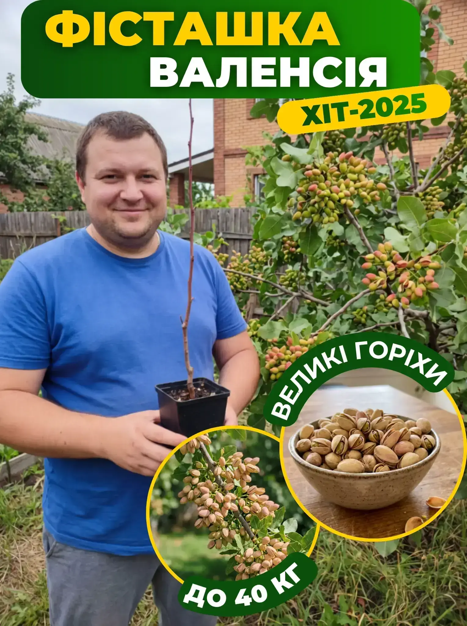 Саджанець фісташки Валенсія ЗКС